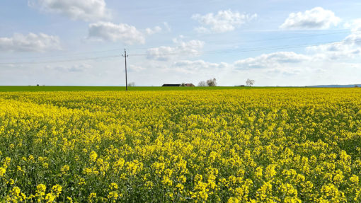 hochwertiges Bio Rapsöl aus Österreich, kaltgepresst, Biohof Staller im Feld