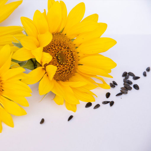 Bio Sonnenblumenöl aus Österreich, kaltgepresst, hochwertig, Bio Bratöl, Biohof Staller im Feld