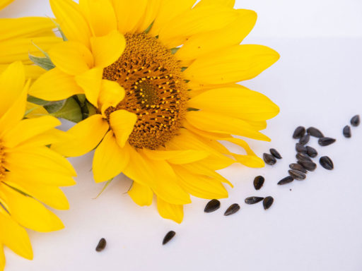 Bio Sonnenblumenöl aus Österreich, kaltgepresst, hochwertig, Bio Bratöl, Biohof Staller im Feld