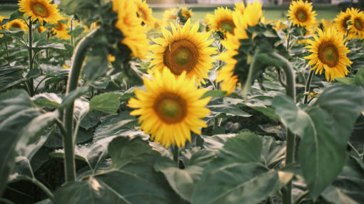 Bio Sonnenblumenöl aus Österreich, kaltgepresst, hochwertig, Bio Bratöl, Biohof Staller im Feld