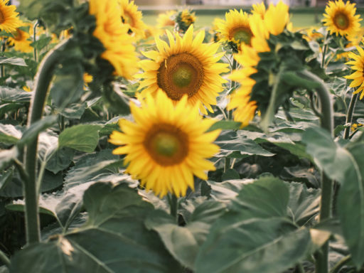 Bio Sonnenblumenöl aus Österreich, kaltgepresst, hochwertig, Bio Bratöl, Biohof Staller im Feld
