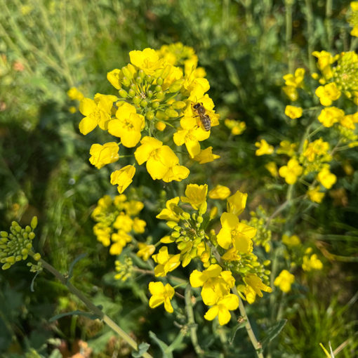 Bio-Rapsöl – Bild 8