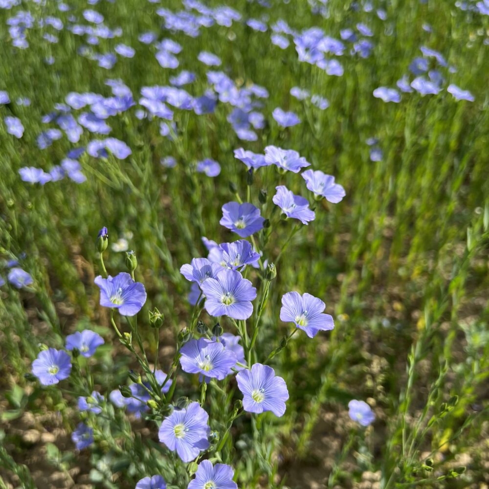 Leinblüte, Bio-Leinsamen, Bio-Leinöl, regional, aus Österreich, Biohof Staller im Feld