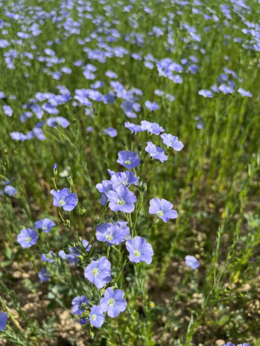 Leinblüte, Bio-Leinsamen, Bio-Leinöl, regional, aus Österreich, Biohof Staller im Feld