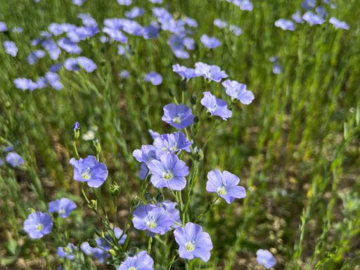 Leinblüte, Bio-Leinsamen, Bio-Leinöl, regional, aus Österreich, Biohof Staller im Feld