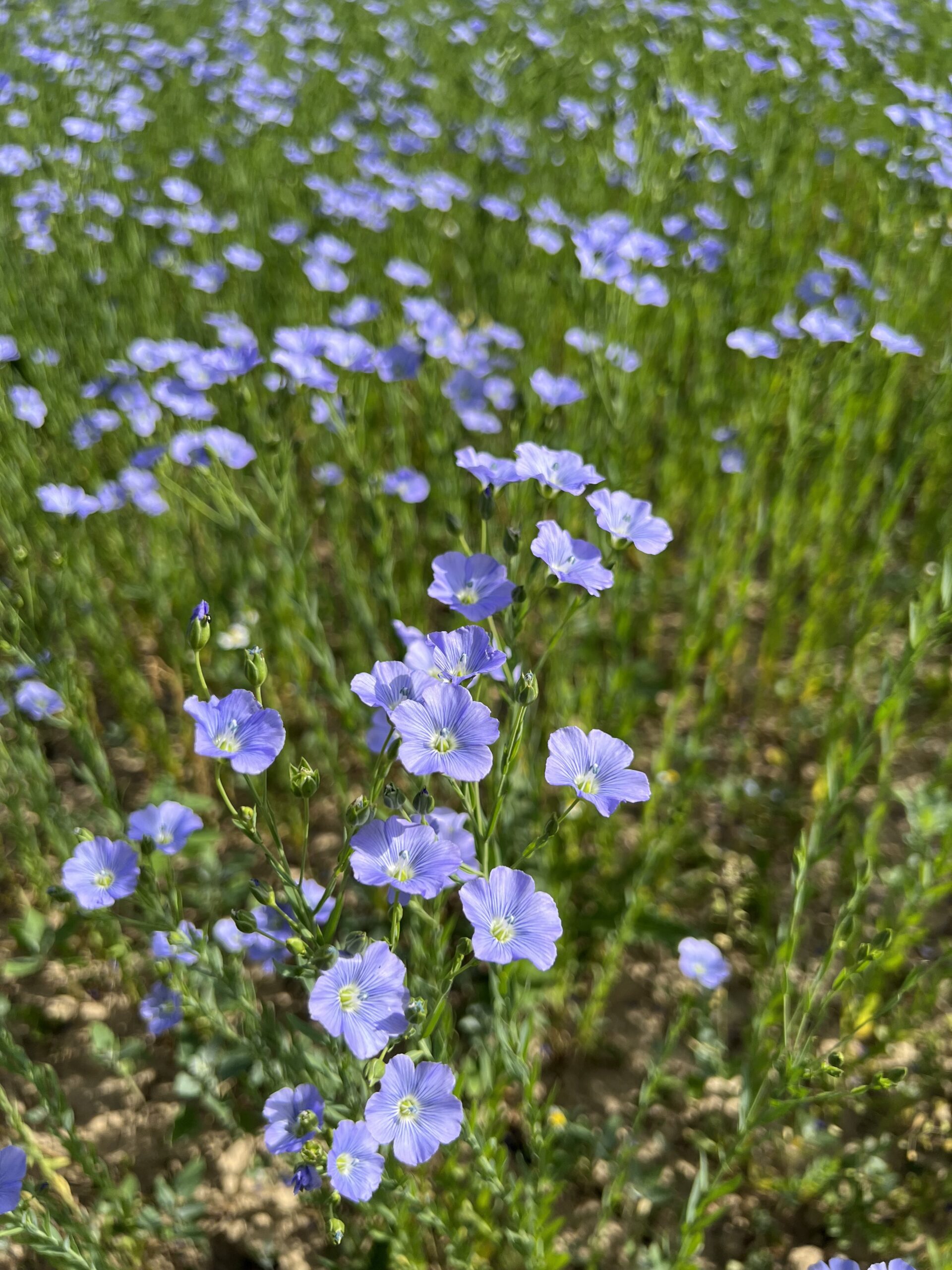 Leinblüte, Bio-Leinsamen, Bio-Leinöl, regional, aus Österreich, Biohof Staller im Feld