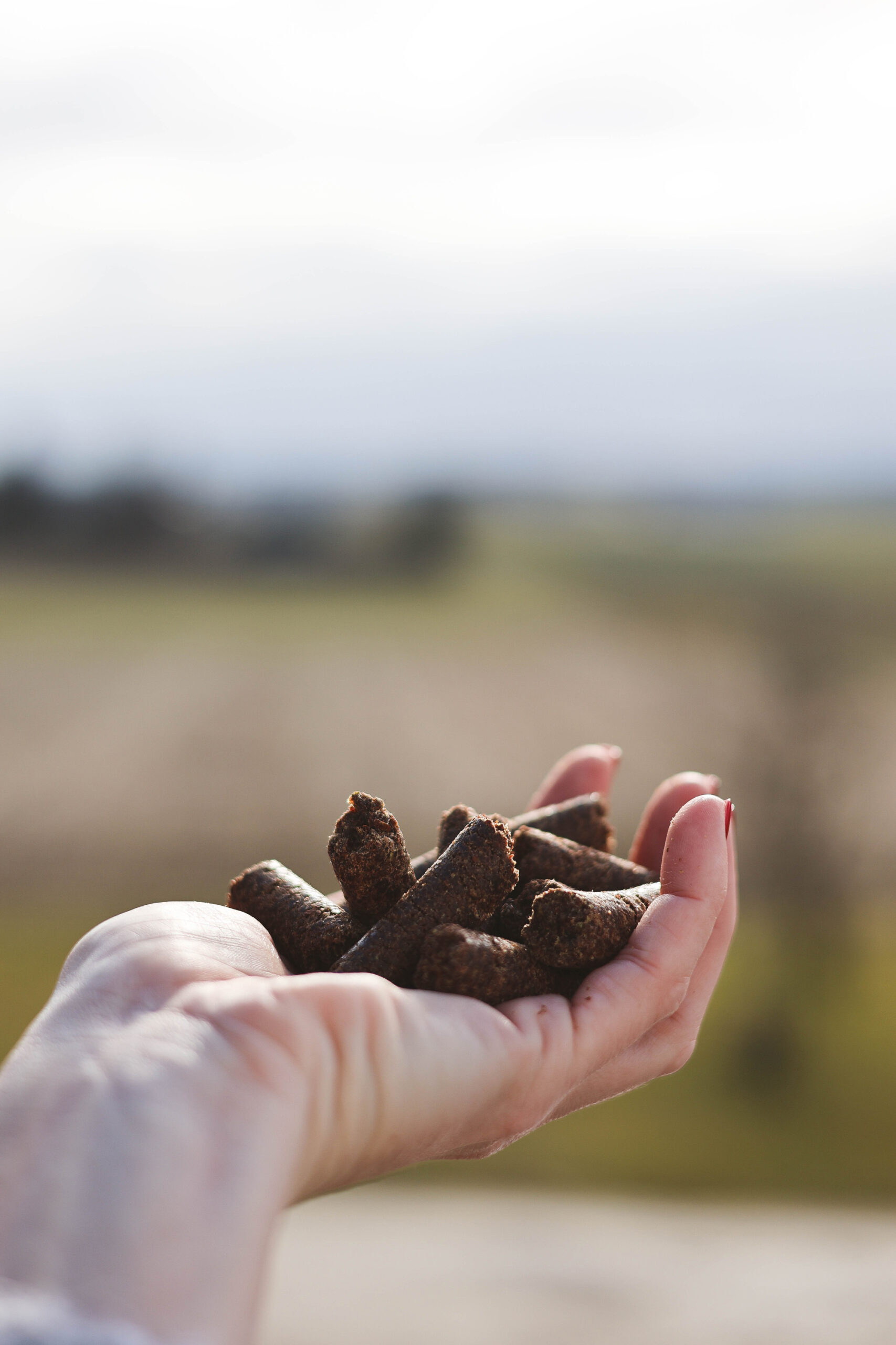 Bio Leinsamenschrot, Leinsamenpresskuchen, für Hunde, für Pferde, Bio Leinöl aus Österreich, frischgepresst, kaltgepresst, Bio Leinsamen, Bio Leinsamenöl, Biohof Staller im Feld